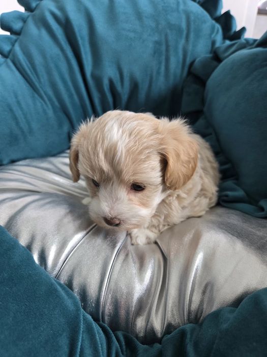 Самый милый щенок Мальтипу, есть прививки и паспорт