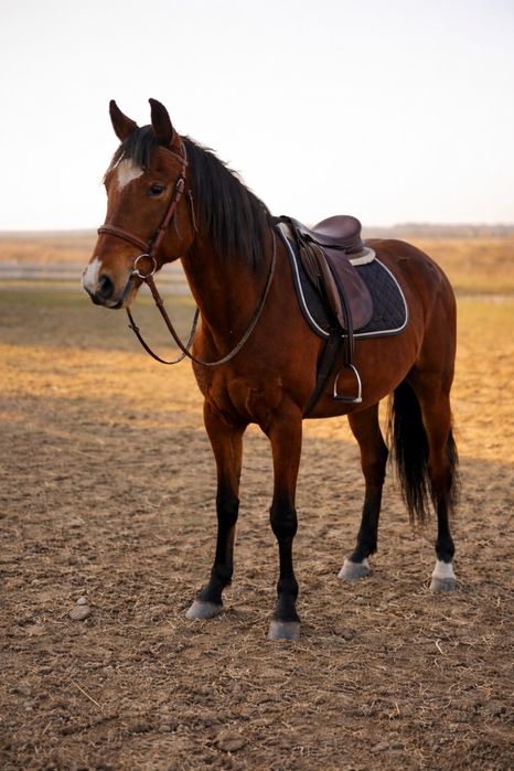 Кобила Рисак ( з документами ) навчена! Здорова!