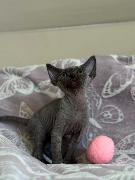 Devon Rex kotka z rodowodem FPL