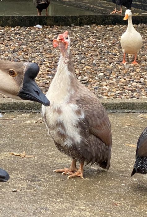 Fracas / galinha d/Angola.