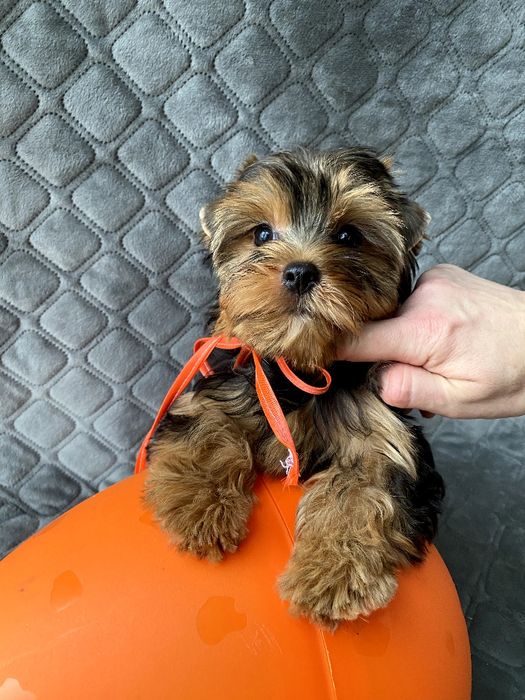 Йорки гарнесенькі