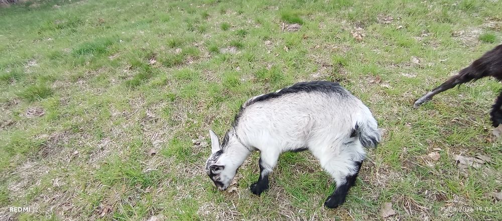 Продам 3 козки 1 козлик