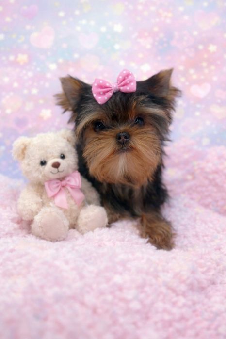 Yorkshiterier dziewczynka mini mini