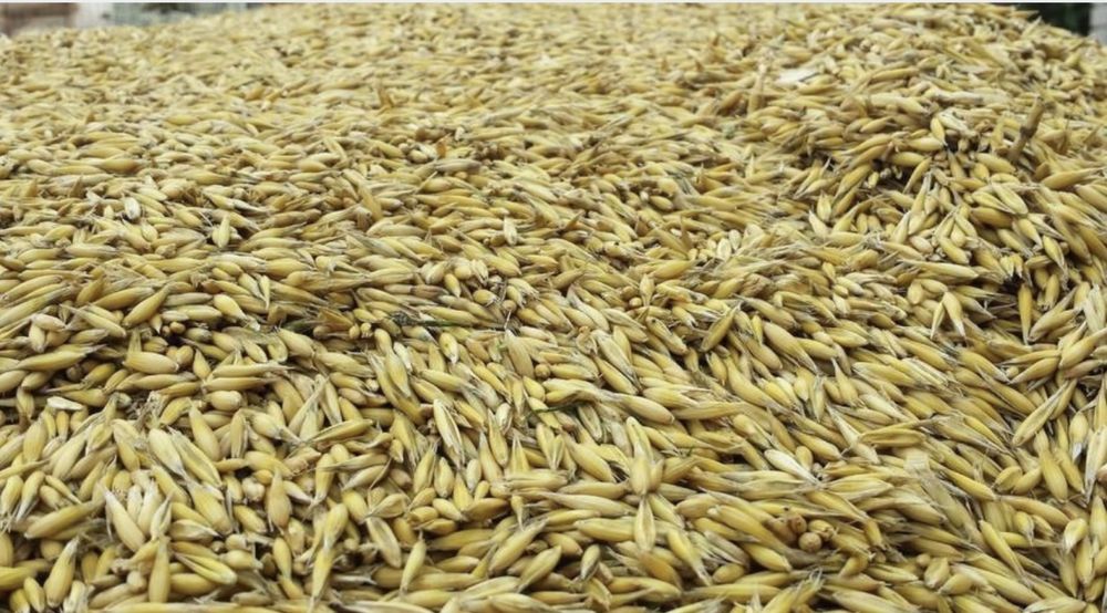 owies jary 2025, wysoka jakość, tegoroczne zbiory