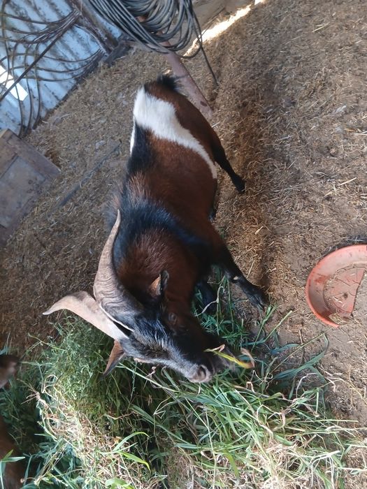 Animais de quinta e aves