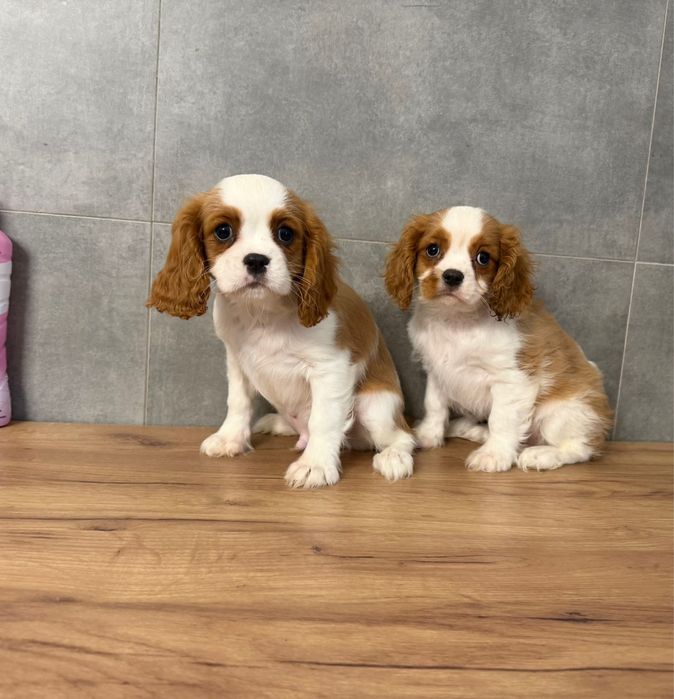 Cavalier King Charles Spaniel z rodowodem