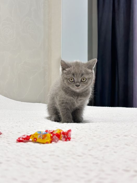 Британські котики