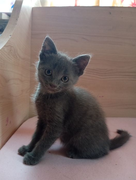 Віддаю кицьку у добрі руки