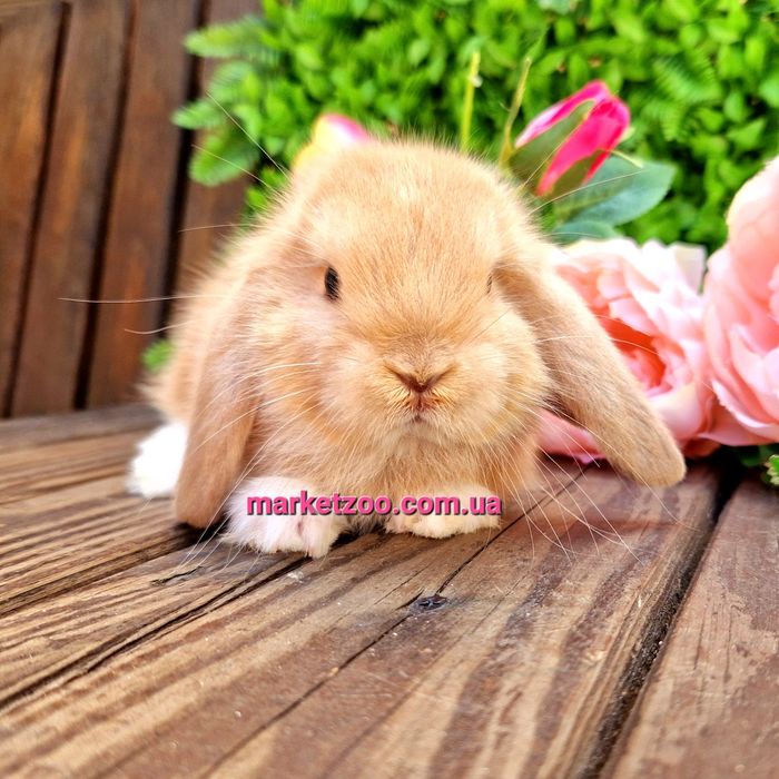 Карликовый мини кролик,мiнi баранчик mini lop