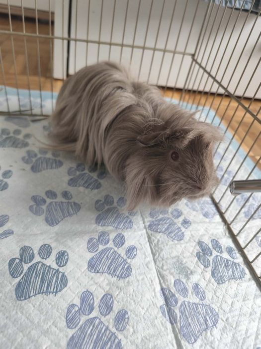 Świnka morska samiczka