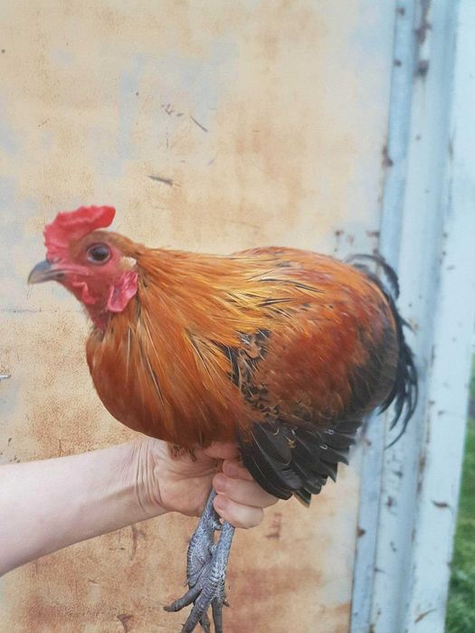 Kogut odchowany dostawa na miejsce Gratis