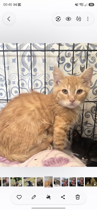 Do adopcji kociaki