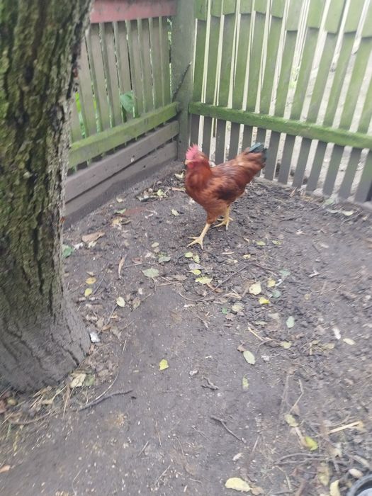 Sprzedam młode koguty