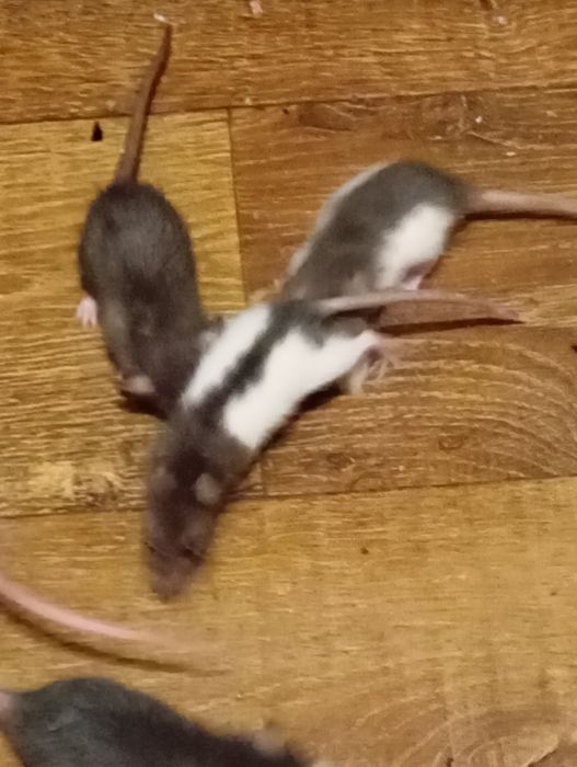 Криси, пацюки, щури