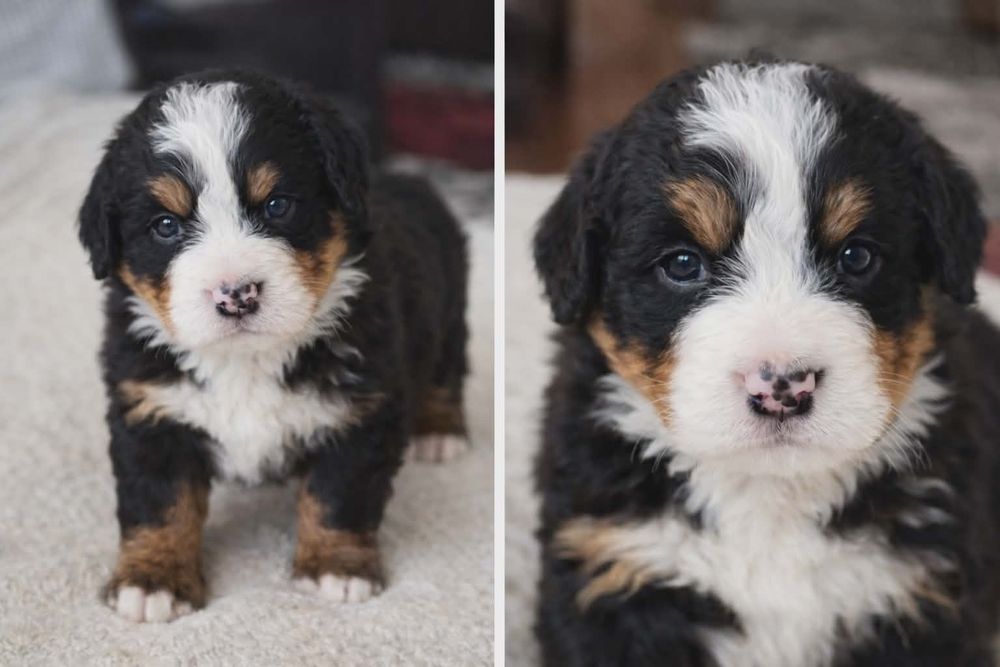 Szczeniaki Bernenski pies Pasterski