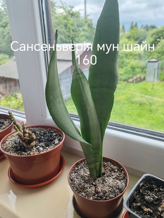 Сансеньвєрія.        .