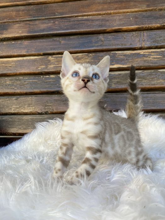 Бенгальські котики