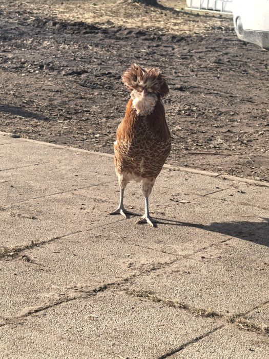 Kogut czubatka polska