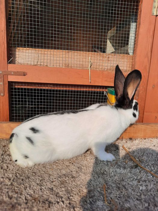 Samiec OSC Olbrzym Srokacza Czarny z rodowód króliki