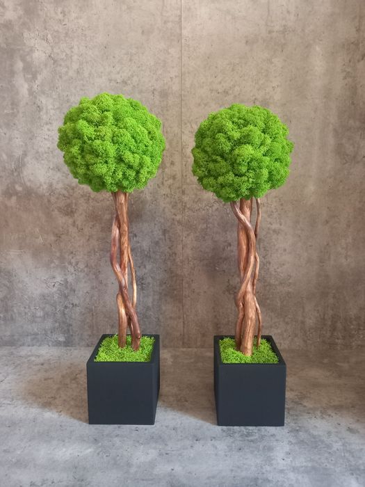 Dekoracja wnętrz.Biura, recepcję. Prezent. Mech Chrobotek Reniferowy.