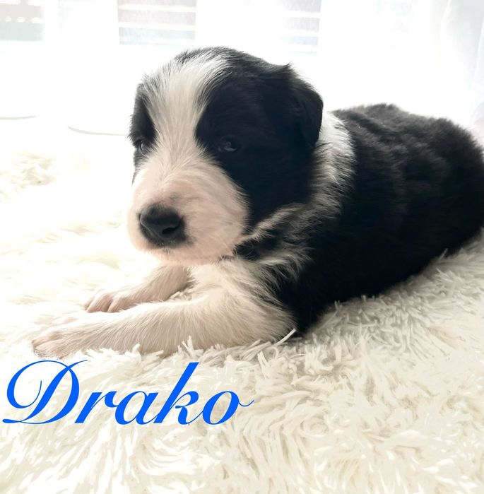 Piesek Border Collie