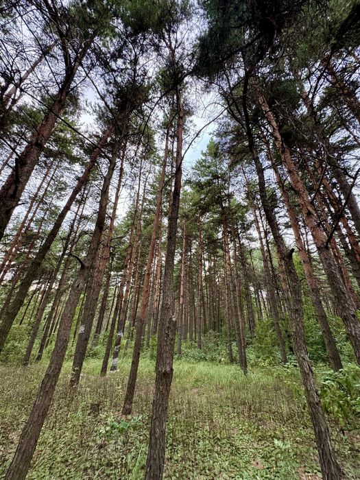 Продаж ділянки від 40 соток до 10Га. с. Ясногородка Киівська область