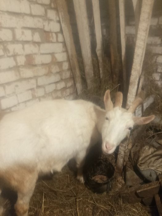 Терміново Продам козу кітна