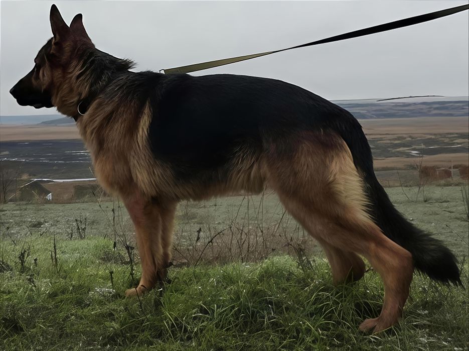 Кобель німецької вівчарки