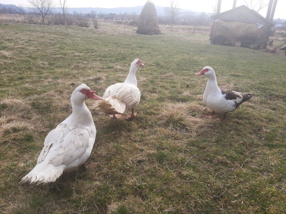 Індокачки важка лінія