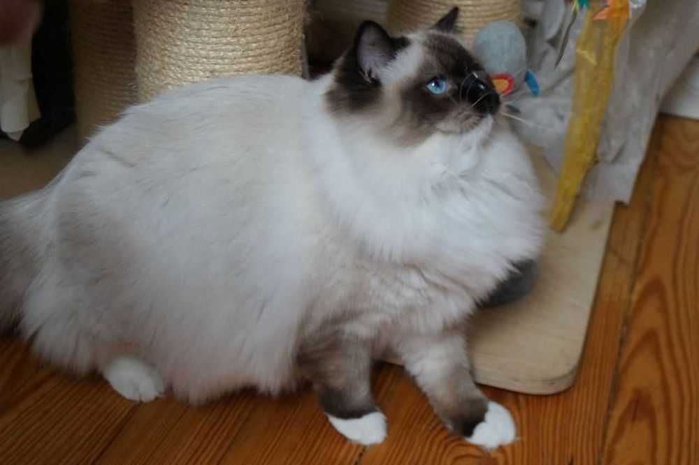 Ragdoll kocur do hodowli po Championie ,FPL,FIFE