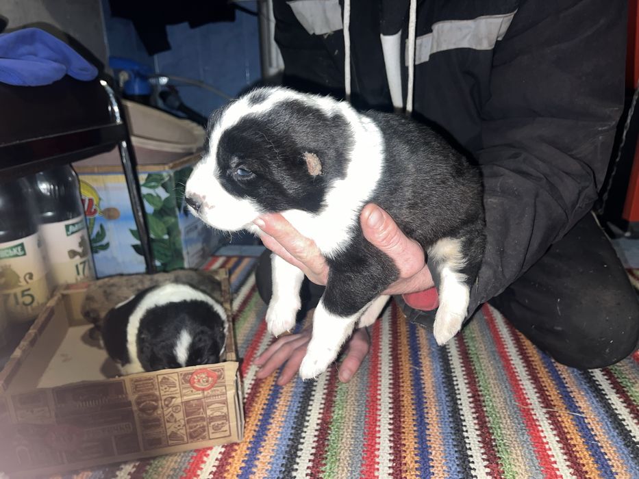 Продам щенков Алабая