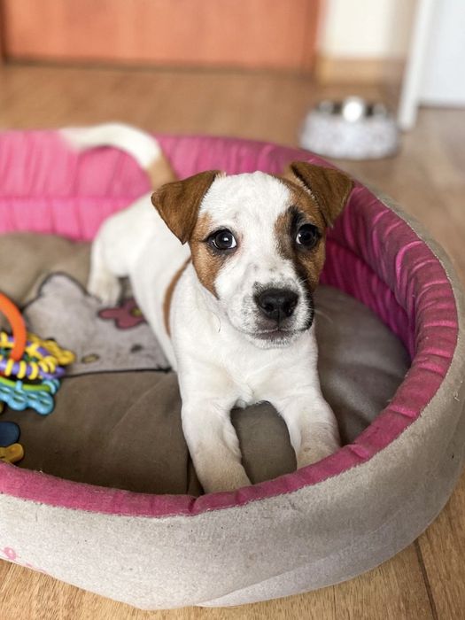 Jack Russell Terrier - sunia