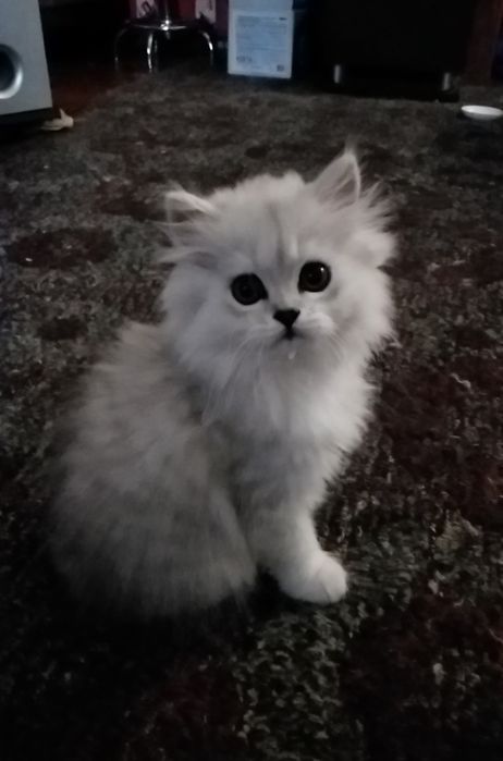 Пушистого белого котёнка серебристая шиншилла девочка