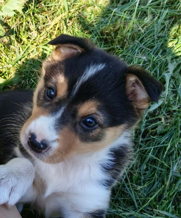 Suczka Border collie
