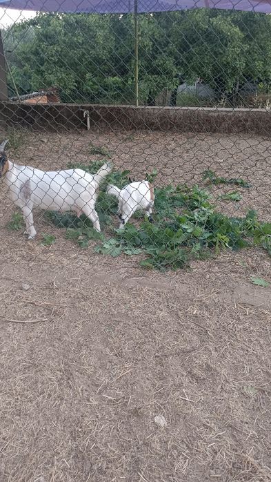 Cabritinho anão para venda, pais vacinados e chipados