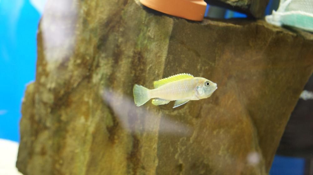 Cynotilapia afra jalo reef . Pyszczaki z Malawi