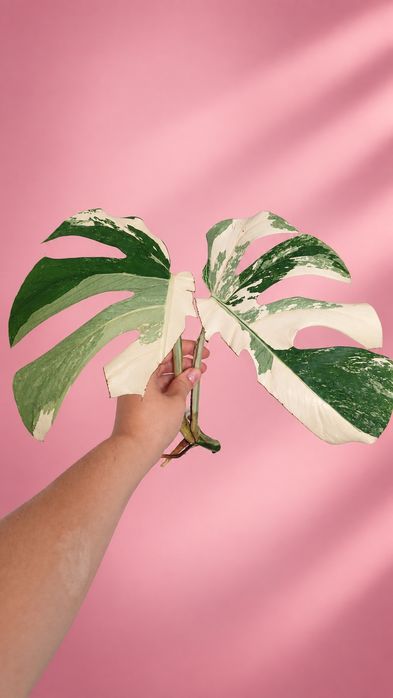 Monstera variegata cięta sadzonki