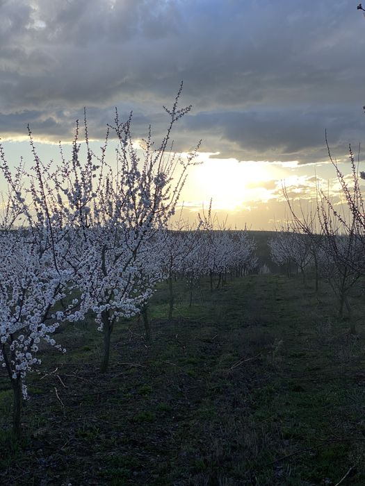 Обрізка фруктових дерев. Козятин