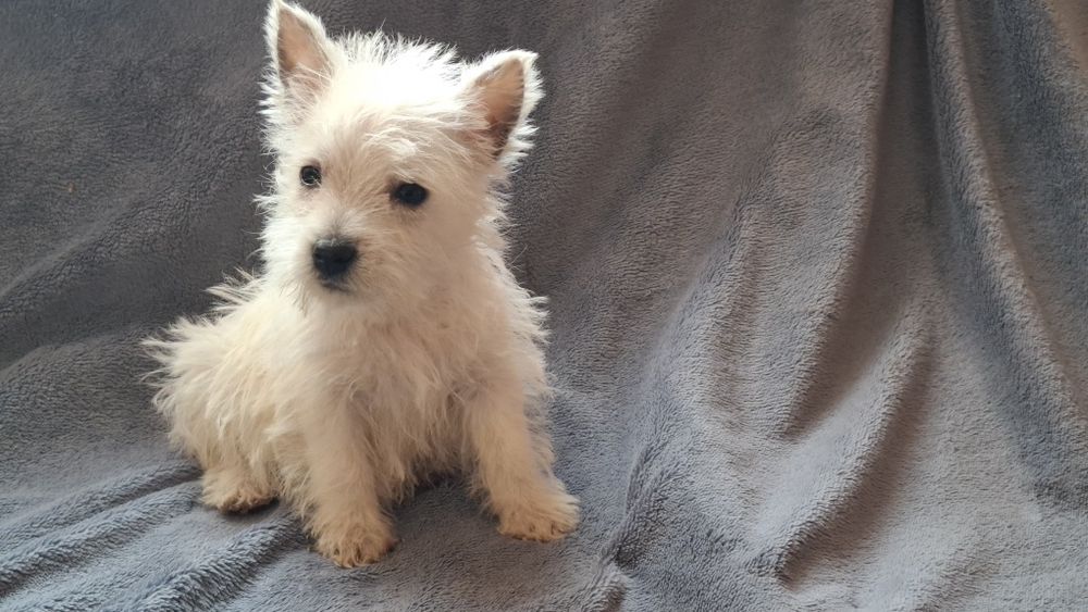 West highland white terrier  chłopiec