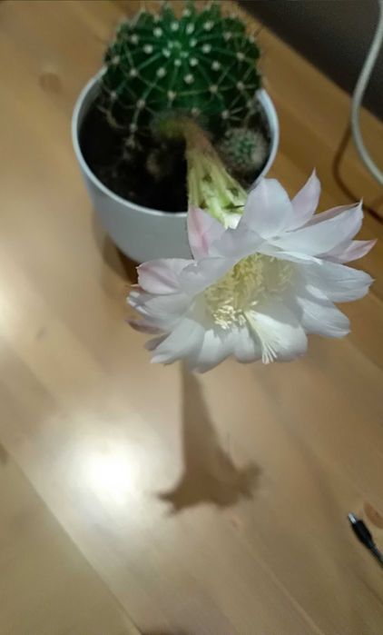 Młode kwitnące kaktusy. Gatunek: Echinopsis eyriesii