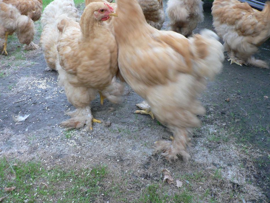 Kochin olbrzymi kura i kogut