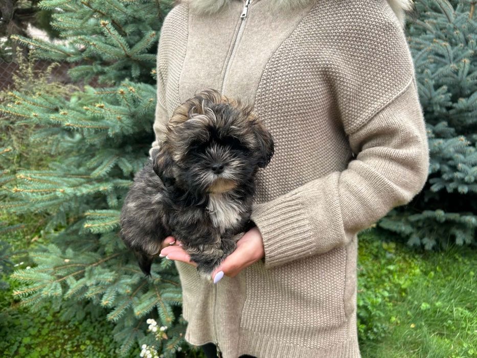 Shih tzu bursztynowy piesek !