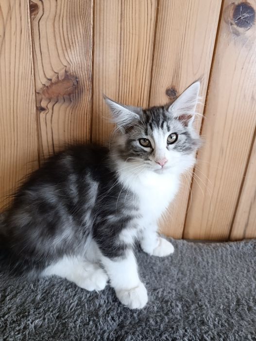 Gato Bosques da Noruega Preto silver blotched com branco