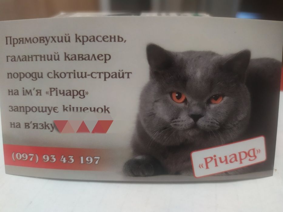 Кіт на в'язку Річард