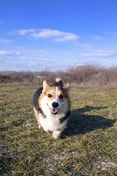 Цуценята вельш корги пемброк