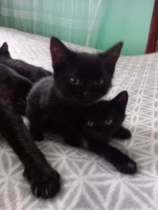 Віддам гарних котенят