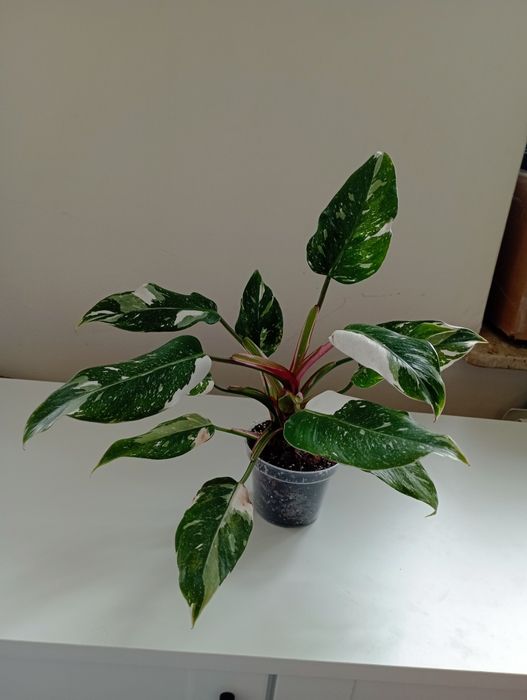 Philodendron white princess tricolor