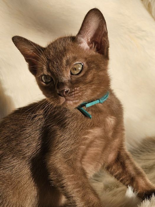 Бурма Европейская