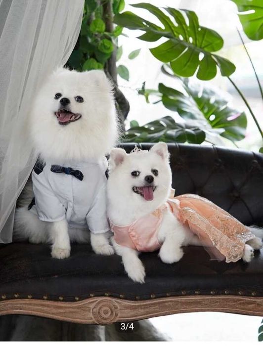 animais de estimação