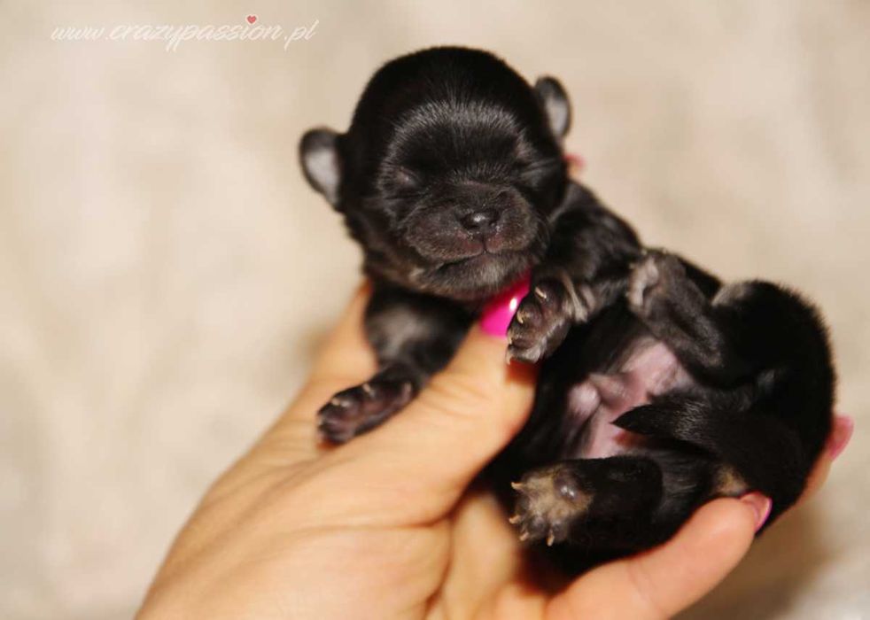 Maleńkie długowłose chihuahua z hodowli Crazy Passion FCI